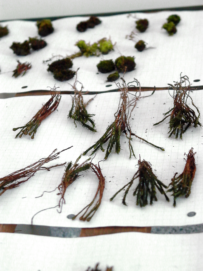 4 herbier_1