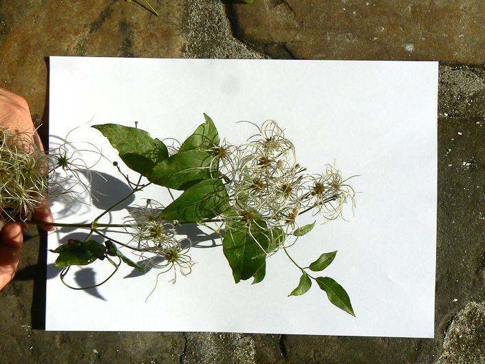 P1210538_1