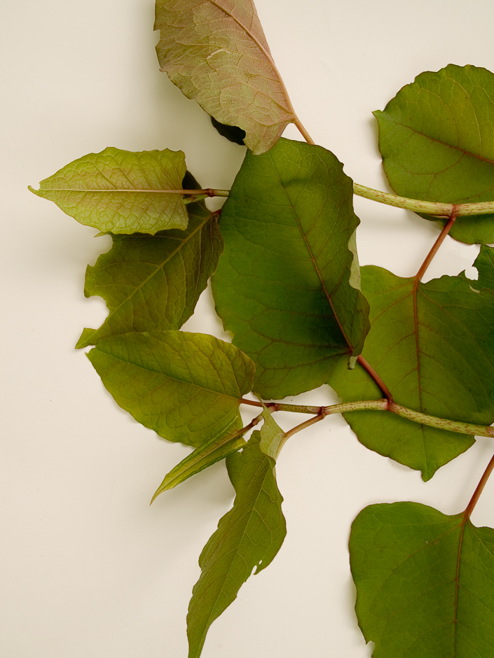 Reynoutria hybride SP  1